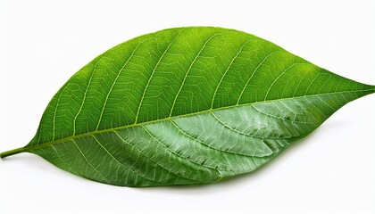 isolated green leaves on white background for design projects