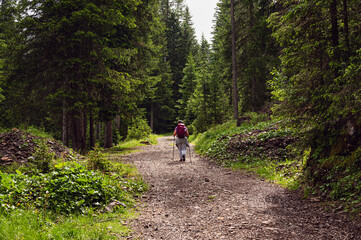 nature sceneries along the trail to Lagusel lake inside Val San Nicolò, Pozza di Fassa, Dolomites,...