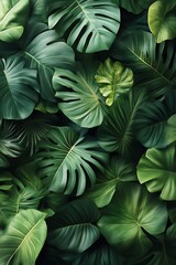 Fototapeta premium Lush Monstera Leaves Background in Tropical Green Tones - Nature Texture
