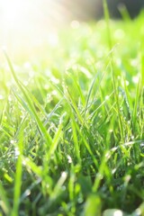 Fototapeta premium Morning Dew on Lush Green Grass Illuminated by Warm Sunlight.