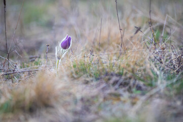 Pasque flowers on spring field. Photo Pulsatilla grandis with nice bokeh