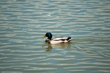 duck in the water