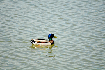 duck in the water