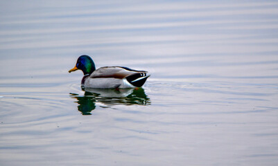 duck on the water