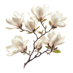 Magnolia Tree Branch with White Flowers Isolated on Transparent Background