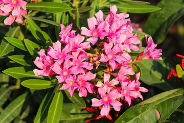 Bright Pink Oleander Flowers Blooming in Lush Greenery