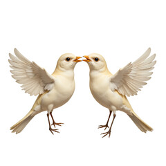 Naklejka premium two white seagulls birds isolated on transparent back ground