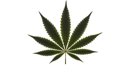Isolated Marijuana Leaf