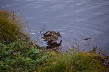 great crested grebe