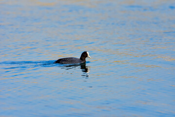 great crested grebe