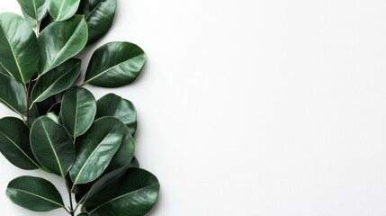 Fototapeta premium Minimalist botanical banner with glossy green ficus leaves on white background