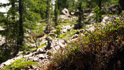 nature sceneries along the trail to Lagusel lake inside Val San Nicolò, Pozza di Fassa, Dolomites, Italy