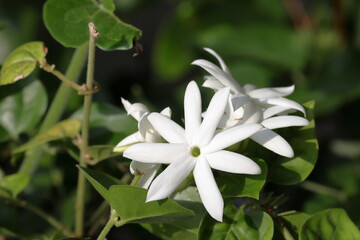 Many beautiful white flowers brighten up nature
