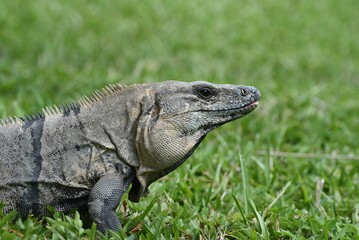 Gemeiner Schwarzleguan