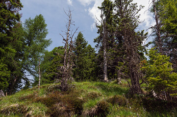 Fototapeta premium nature sceneries along the trail starting from the Costalunga Pass, Sen Jan di Fassa, Dolomites, Italy