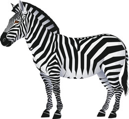 a illustrator vector zebra with a white backround