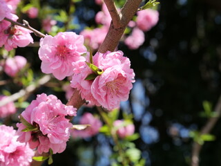 Obraz premium 公園で花桃が咲いている