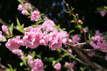 公園で花桃が咲いている
