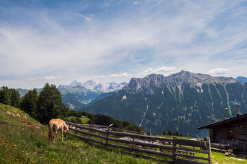 nature sceneries along the trail starting from the Costalunga Pass, Sen Jan di Fassa, Dolomites, Italy © fruttuoso