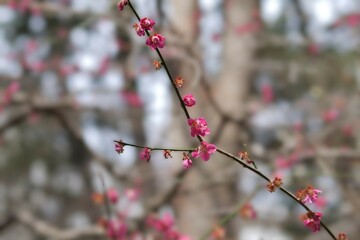 公園で紅梅が咲いている