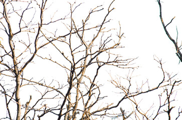 Obraz premium Dry branches of dead tree with cracked dark bark.Dry wooden stick from the forest isolated on transparent background .