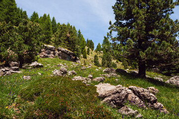 nature sceneries along the trail starting from the Costalunga Pass, Sen Jan di Fassa, Dolomites, Italy © fruttuoso