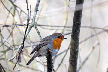 robin on a branch