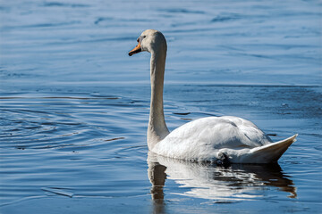 swan on the lake
