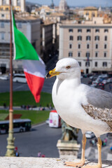 A seagull perched on a city ledge, with the Italian flag waving in the background. Historic architecture, vehicles, and pedestrians showcase vibrant urban life and cultural heritage.