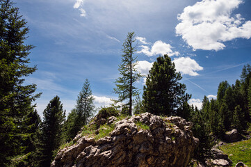 nature sceneries along the trail starting from the Costalunga Pass, Sen Jan di Fassa, Dolomites, Italy © fruttuoso