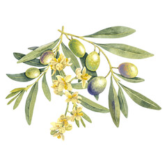 Obraz premium Watercolor green olives branch. Hand painted floral illustration olive fruit, flowers, tree branches, leaves isolated background. Drawings food edible foliage. For menu, wrapping card gift, clip art