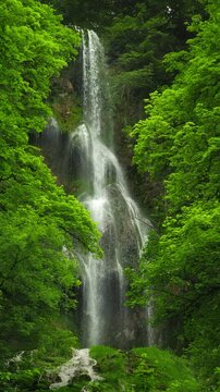 Majestic waterfalls framed with lush green vegetation. Nature footage of water cascading down cliffs, vertical format 
