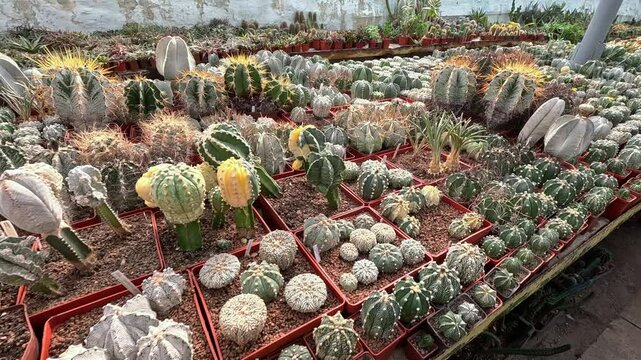Different types of cacti in spring in the botanical collection, Odessa
