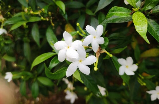 Garden flowering plant-Tabernaemontana divaricata. Family-Apocynaceae. Common name- pinwheelflower,crape jasmine, East India rosebay and Nero's crown. Used as ornamental and medicinal plant.