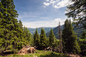 nature sceneries along the trail starting from the Costalunga Pass, Sen Jan di Fassa, Dolomites, Italy © fruttuoso