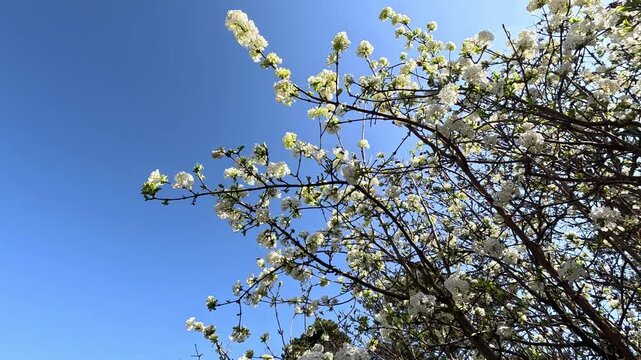 A bush of decorative Viburnum blooming with white fragrant flowers in a botanical collection, insects collect nectar on flowers, Odessa