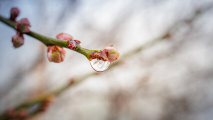 Drop of water on the end of a flower bud