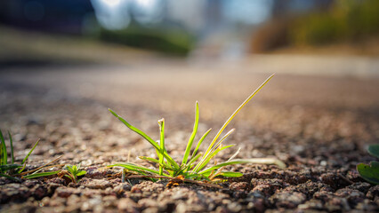 Spring comes and small plants (grass) sprout from the cracks in the asphalt.