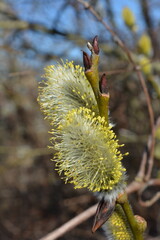 Yellow pussy willow flowers. Close-up. Vertical. Spring background.