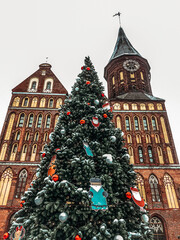 Kaliningrad, Russia, December 4 2024 Cathedral in winter with new year tree