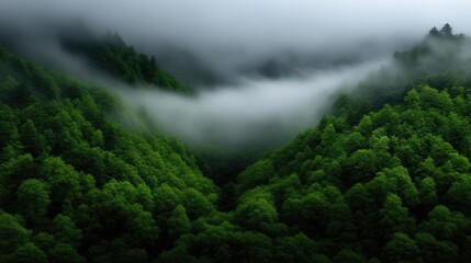 Misty mountain forest. Lush green trees, shrouded in a thick layer of fog, rise in the valley