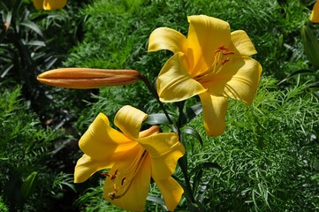 Gelbe Lilie © Jutta Adam