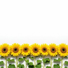 sunflower border isolated on white background