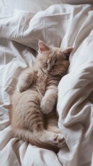 Cute fluffy cat sleeping cozy on white blanket with paws up
