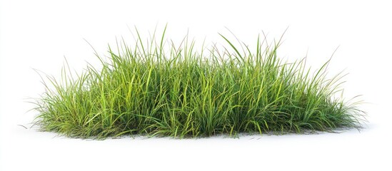 Lush green grass tuft, isolated, white background, design element