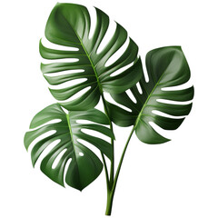 Lush tropical split leaf philodendron leaves create vibrant and exotic atmosphere, perfect for enhancing any design or decor
