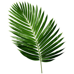 vibrant tropical palm leaf with dense, glossy green fronds, perfect for adding touch of nature to any design