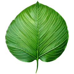 Obraz premium vibrant green leaf showcasing intricate veins and smooth texture, symbolizing nature beauty and vitality