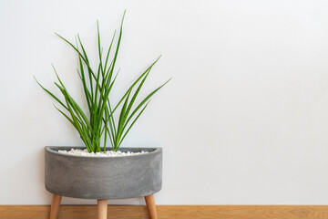 Sansevieria kirkii 'friends' in concrete pot, white background