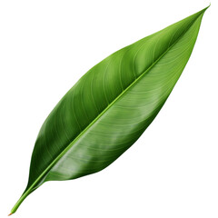 Obraz premium smooth, elongated tropical leaf with vibrant green hues, showcasing its natural beauty and intricate texture